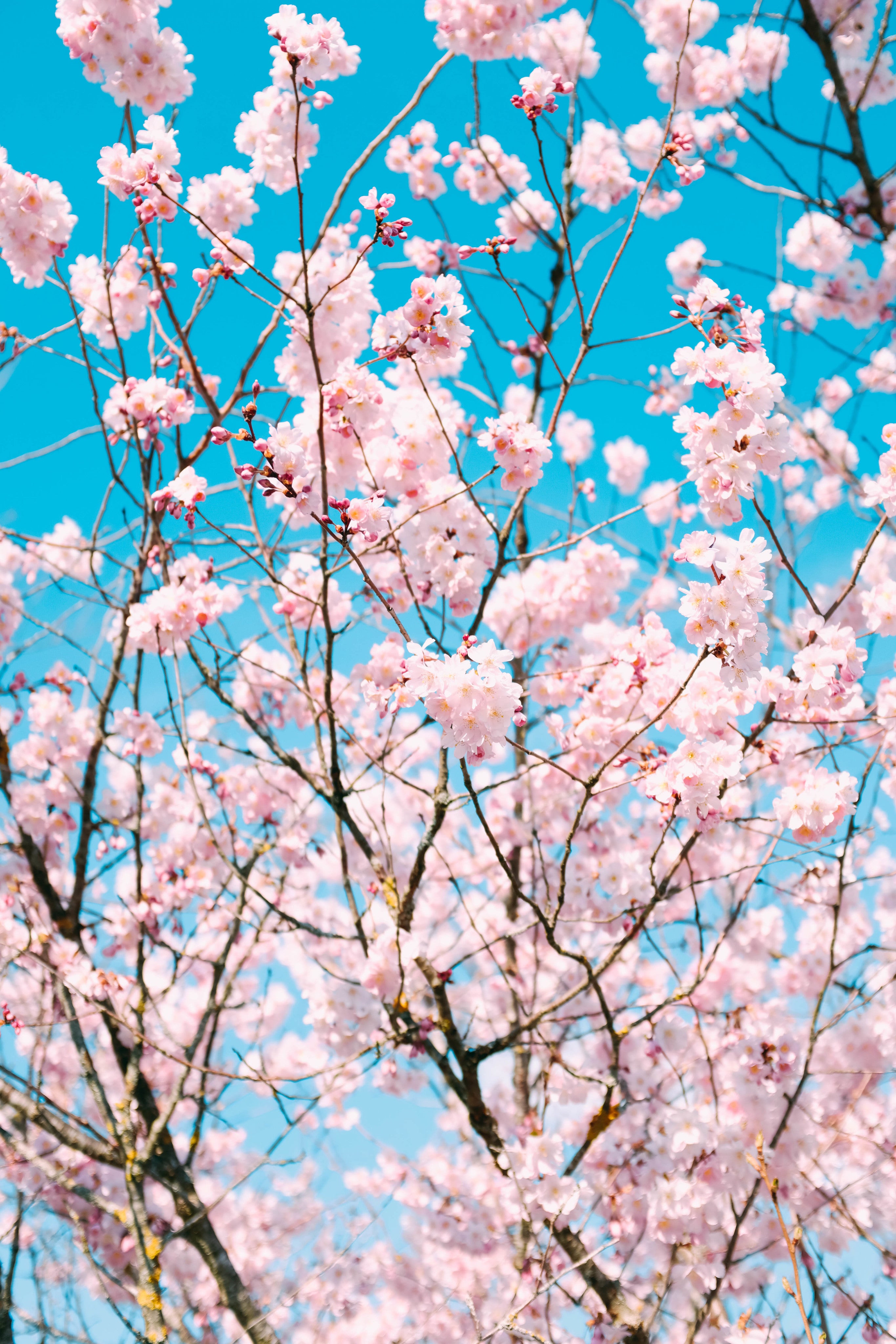 files/full-and-bursting-flowers.jpg